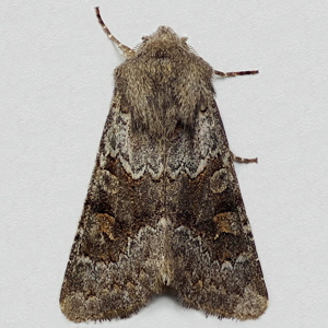 Image of Deep-brown Dart - Aporophyla lutulenta