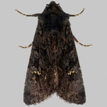 Picture of Black Rustic - Aporophyla nigra