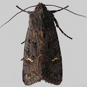 Image of Black Rustic - Aporophyla nigra