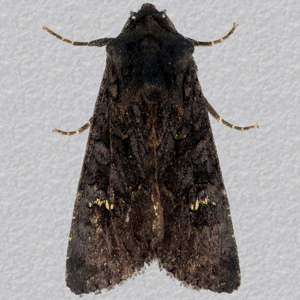 Image of Black Rustic - Aporophyla nigra