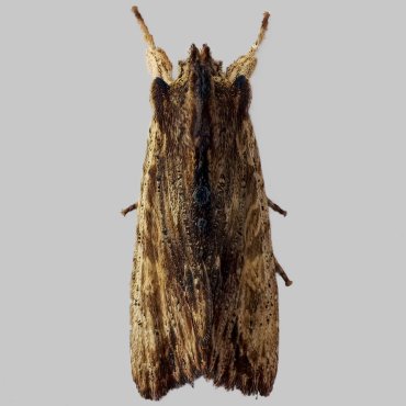 Picture of Tawny Pinion - Lithophane semibrunnea*