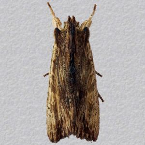 Image of Tawny Pinion - Lithophane semibrunnea*