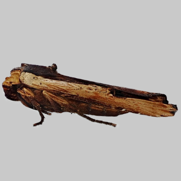 Picture of Red Sword-grass - Xylena vetusta