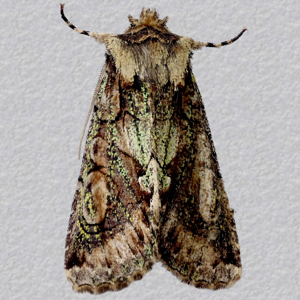 Image of Green-brindled Crescent - Allophyes oxyacanthae