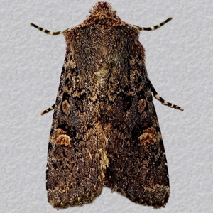 Image of Oak Rustic - Dryobota labecula*