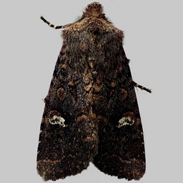 Picture of Oak Rustic - Dryobota labecula f. albomacula*