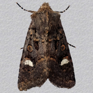 Image of Oak Rustic - Dryobota labecula f. albomacula*