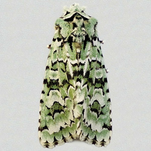 Image of Merveille du Jour - Griposia aprilina