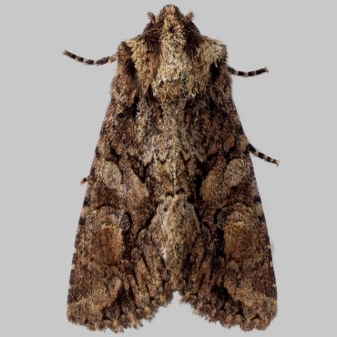 Picture of Sombre Brocade - Dryobotodes tenebrosa*