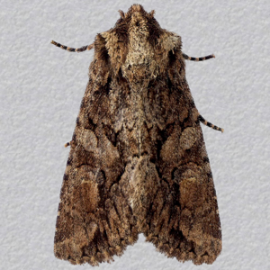 Image of Sombre Brocade - Dryobotodes tenebrosa*