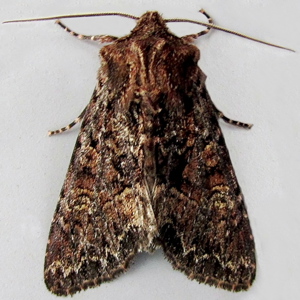 Image of Dark Brocade - Mniotype adusta