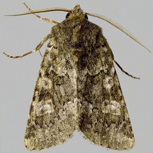 Image of Feathered Ranunculus - Polymixis lichenea*