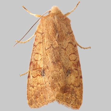 Picture of Brick - Agrochola circellaris