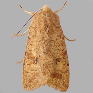 Image of Brick - Agrochola circellaris