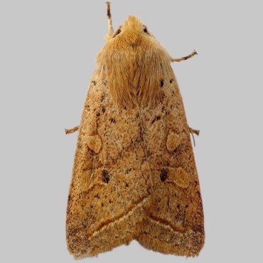 Picture of Yellow-line Quaker - Agrochola macilenta