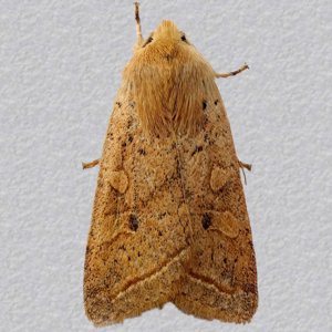 Image of Yellow-line Quaker - Agrochola macilenta