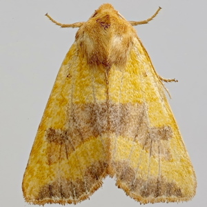 Image of Centre-Barred Sallow - Atethmia centrago*