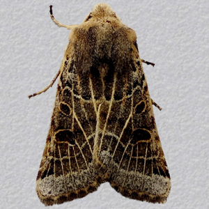 Image of Lunar Underwing - Omphaloscelis lunosa