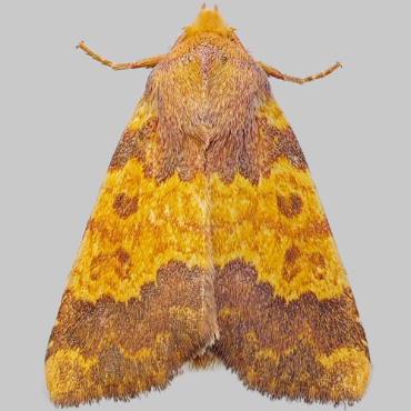 Picture of Barred Sallow - Tiliacea aurago