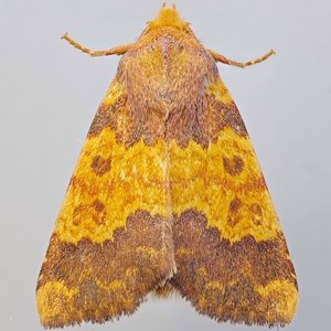 Image of Barred Sallow - Tiliacea aurago