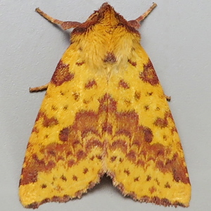 Image of Pink-barred Sallow - Xanthia togata