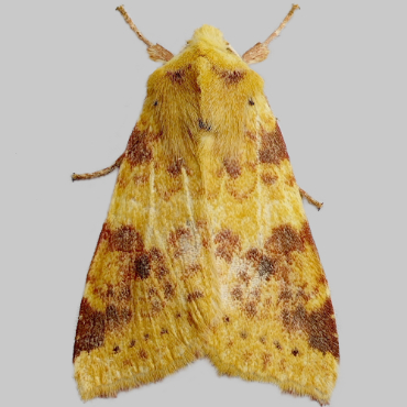 Picture of Sallow - Cirrhia icteritia