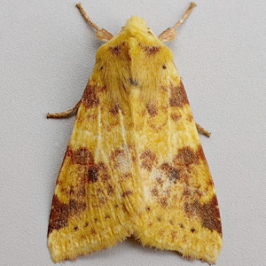 Image of Sallow - Cirrhia icteritia