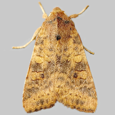 Picture of Dusky-lemon Sallow - Cirrhia gilvago*