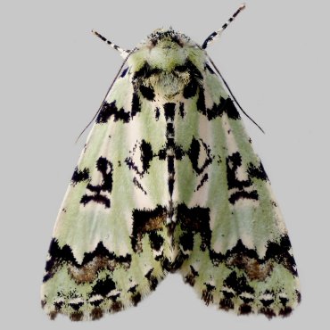 Picture of Scarce Merveille du Jour - Moma alpium*