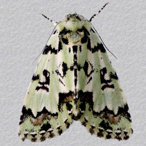 Image of Scarce Merveille du Jour - Moma alpium*