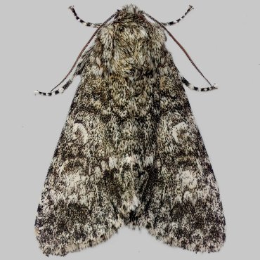 Picture of Poplar Grey - Subacronicta megacephala