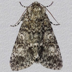 Image of Poplar Grey - Subacronicta megacephala