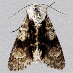 Image of Alder Moth - Acronicta alni*