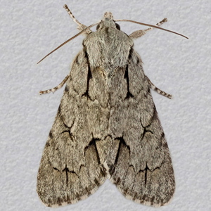 Image of Grey Dagger - Acronicta psi*