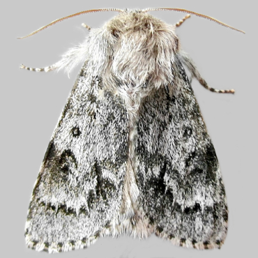 Picture of Light Knot Grass - Acronicta menyanthidis scotica