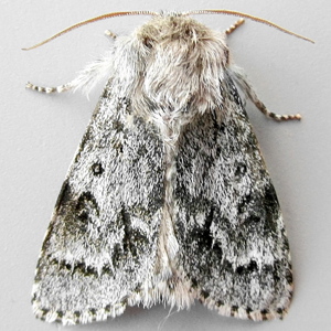 Image of Light Knot Grass - Acronicta menyanthidis scotica