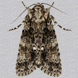Image of Knot Grass - Acronicta rumicis