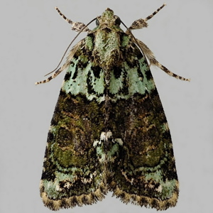 Image of Tree-lichen Beauty - Cryphia algae