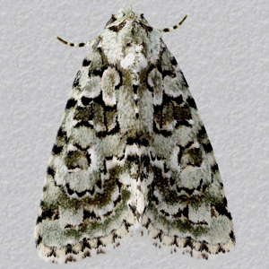 Image of Marbled Green - Nyctobrya muralis