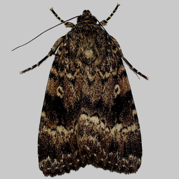 Picture of Copper/
Svensson's Copper Underwing - Amphipyra pyramidea/berbera