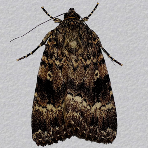 Image of Copper/
Svensson's Copper Underwing - Amphipyra pyramidea/berbera