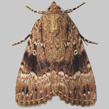 Picture of Copper Underwing - Amphipyra pyramidea