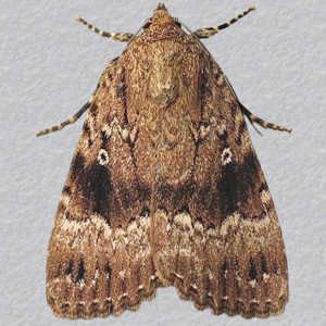 Image of Copper Underwing - Amphipyra pyramidea