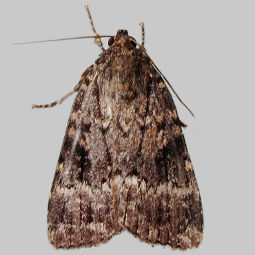 Picture of Svensson’s Copper Underwing - Amphipyra berbera