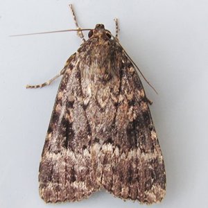 Image of Svensson’s Copper Underwing - Amphipyra berbera