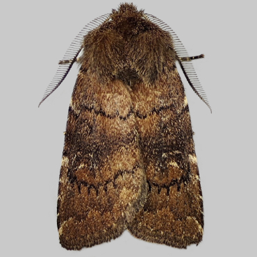 Picture of Brown Rustic - Rusina ferruginea