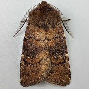 Image of Brown Rustic - Rusina ferruginea