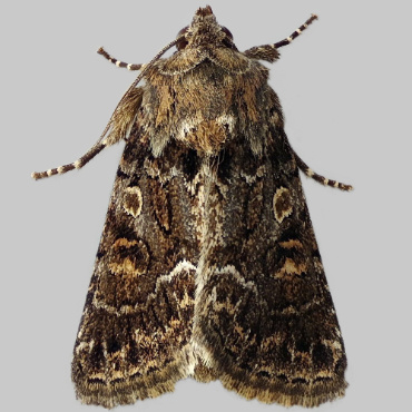 Picture of Straw Underwing - Thalpophila matura