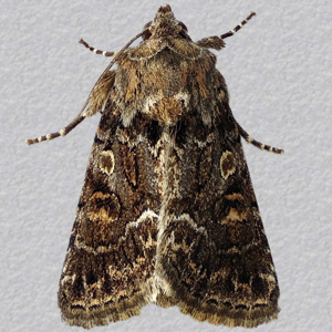 Image of Straw Underwing - Thalpophila matura