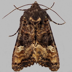 Image of Small Angle Shades - Euplexia lucipara